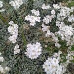 Achillea clavennae Folha