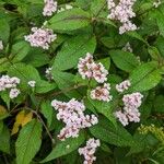 Persicaria campanulata Flower