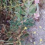 Onobrychis arenaria Habitus