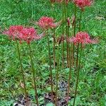 Lycoris radiata Květ