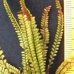 Grammitis taenifolia Otro