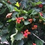 Sorbus latifolia Fruit