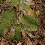 Annona senegalensis Leaf