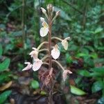 Ponthieva petiolata Цветок