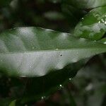 Oxera microcalyx Deilen
