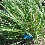 Molinia caerulea Blad