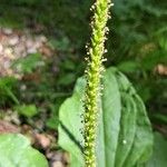 Plantago major Цвят