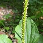 Plantago major Квітка