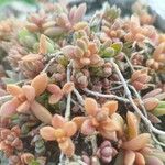 Sedum dasyphyllumLevél