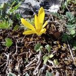 Sternbergia colchiciflora Blomma