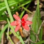 Freesia laxa Flower