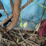 Aristolochia littoralis برگ