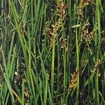 Blysmus compressus Libunga