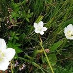 Parnassia palustris Характер