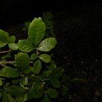 Trichilia trifolia Leaf