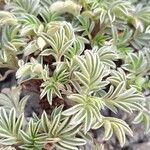 Acaena integerrima Leaf