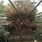 Cycas pectinata Flower