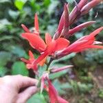 Canna × hybrida 花