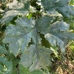 Heracleum sosnowskyi List