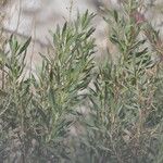 Pechuel-loeschea leubnitziae Хабит