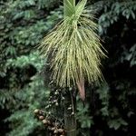 Areca catechu Blomst