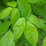 Staphylea trifolia Лист