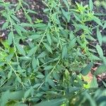 Symphyotrichum lateriflorum Leaf