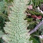 Polystichum setiferum Φύλλο