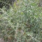 Schinus longifolia Habit