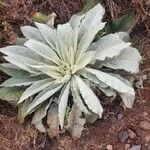 Verbascum sinaiticum Yaprak