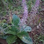 Ledebouria revoluta অভ্যাস