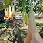 Brugmansia suaveolensKvět