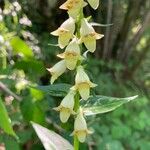 Digitalis luteaBlomst