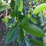 Calophyllum calaba برگ