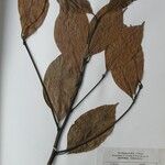 Cinnamomum glanduliferum Beste bat