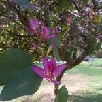 Bauhinia purpurea Blomma