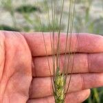 Triticum turgidum Flower