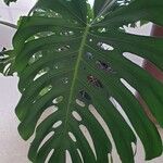 Monstera deliciosaFeuille