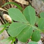 Senna obtusifolia Feuille