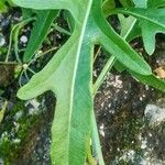 Diplotaxis tenuifolia Leaf