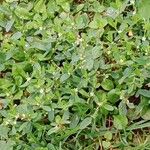 Polygonum aviculare Habit