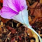 Kaempferia rotunda Flower