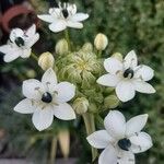 Ornithogalum arabicum Flower