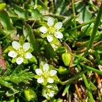 Sagina saginoides Blomma