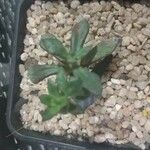 Echeveria nodulosa Агульны выгляд