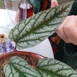 Cissus javana Folha