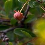 Flueggea tinctoria Fruit