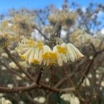 Edgeworthia chrysantha Flower