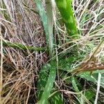 Aloe amudatensis Hoja