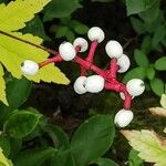 Actaea pachypoda Tunda